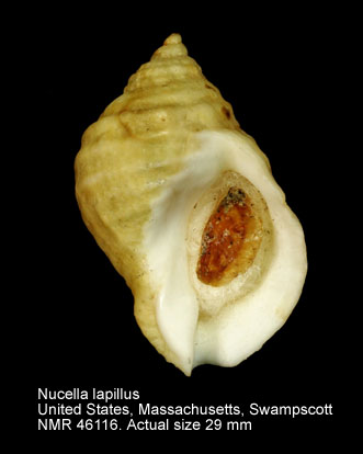 Nucella lapillus (3).jpg - Nucella lapillus(Linnaeus,1758)